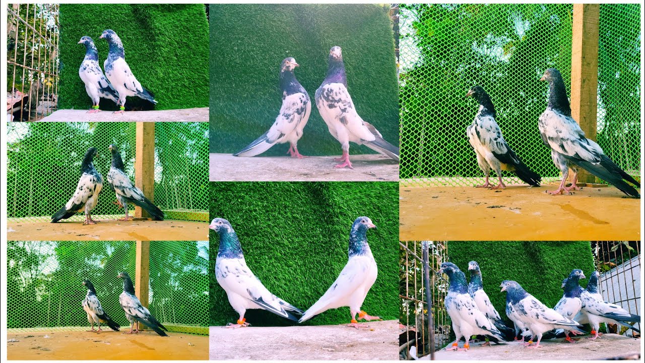 &hearts;️👉New Adult Teddy Pigeons High Flying&hearts;️ &Transport Video Call 👉9548292306 📱👈