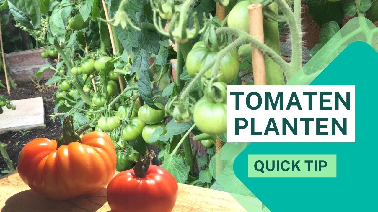 TOMATEN PLANTEN | Moestuin Tip! | Tomaten kweken in een Groenten tuin aan huis.