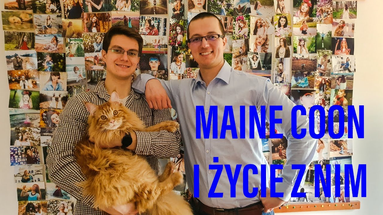 MAINE COON SZCZERZE O RASIE ROZMOWA WŁAŚCICIELA Z LEKARZEM WETERYNARII