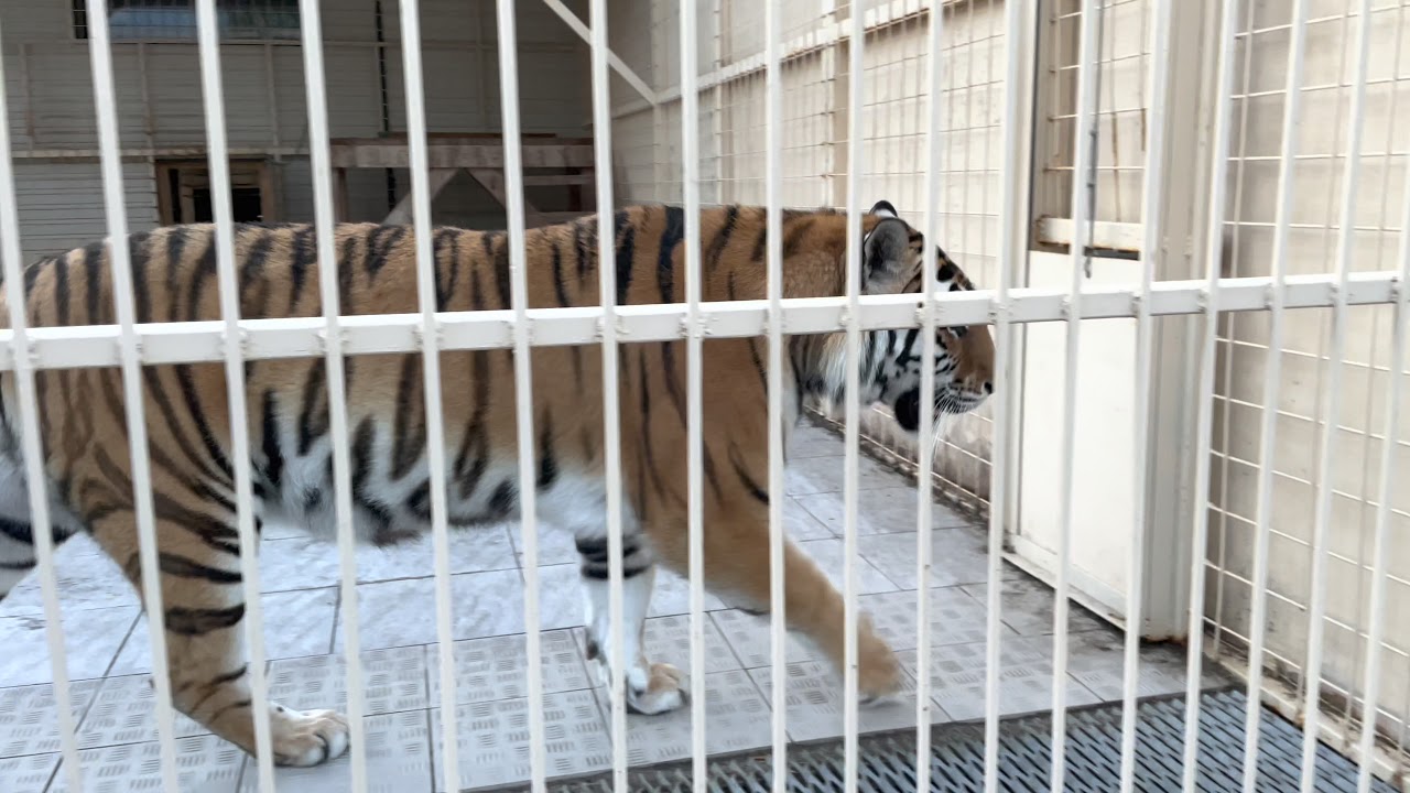 Карельский зоопарк. База отдыха Черные Камни. Всего несколько слов.