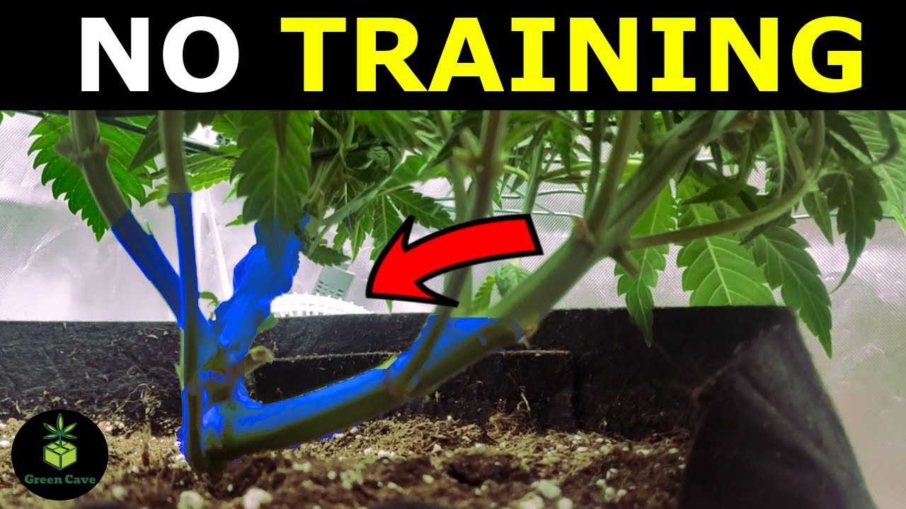 Lemon Haze TRAINED Herself...?!