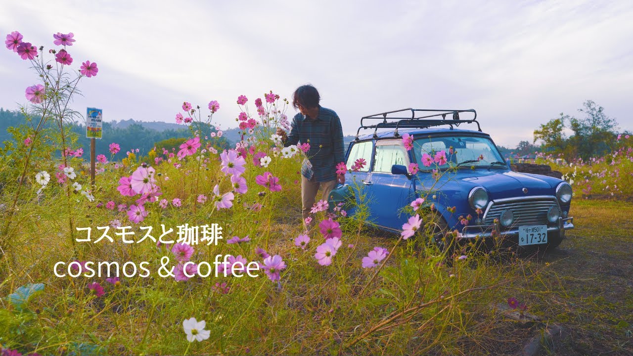 コスモス畑で珈琲をー | ローバーミニ | coffee | 4K |