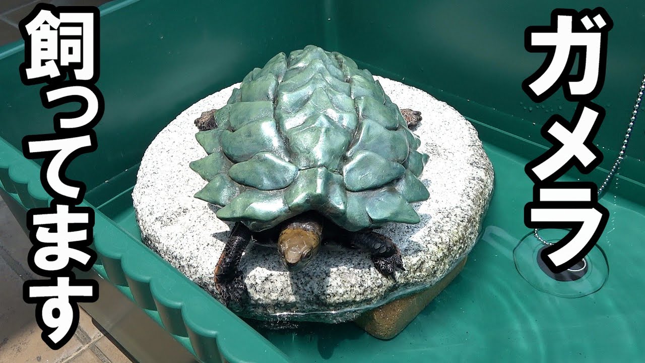 ガメラ飼ってます！【亀の屋外プールを作る！】エサ太郎（餌をよく食べるのでエサ太郎という名前です）