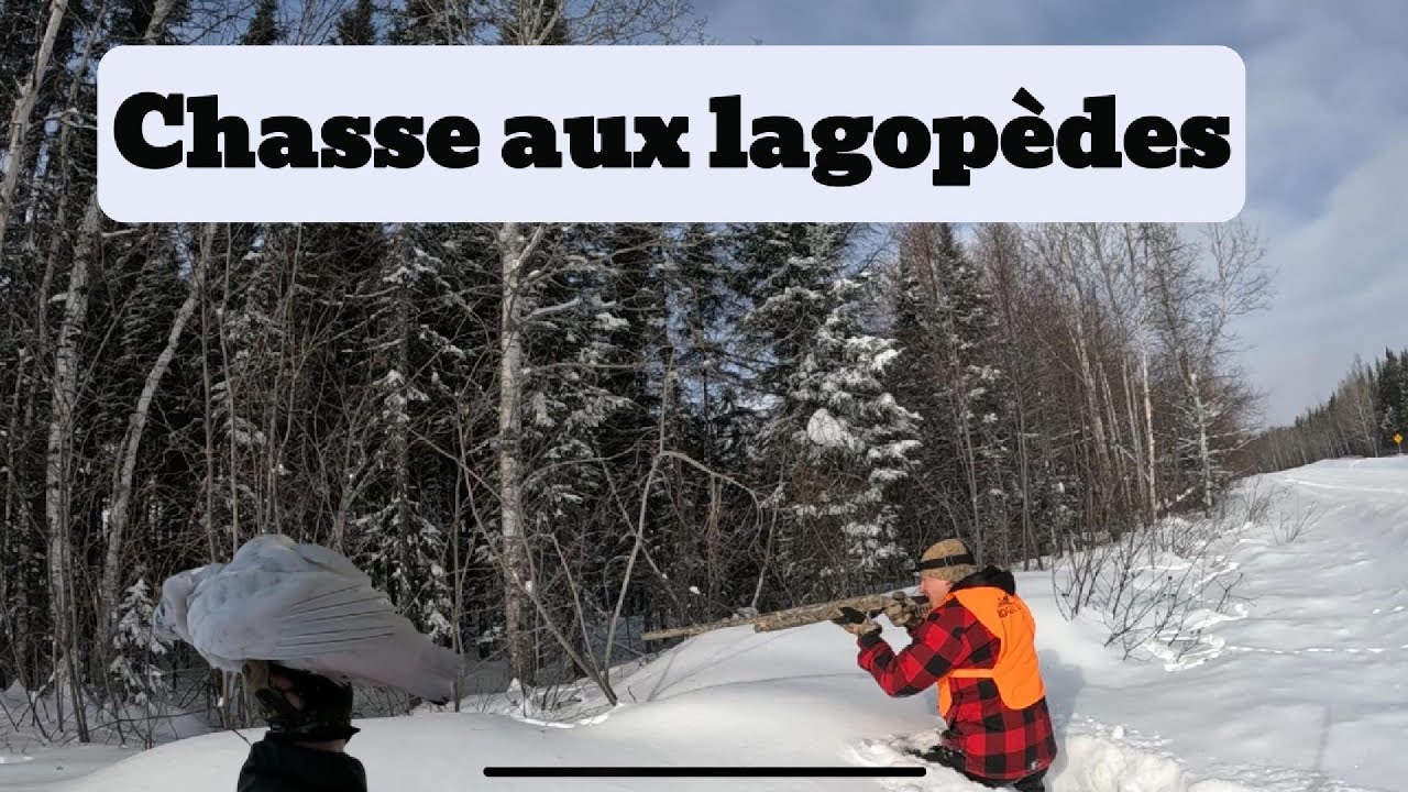 Chasse aux lagopèdes en lendemain de tempête au Lac-St-Jean!