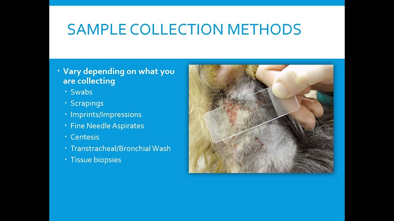 An introduction to the techniques and applications of cytology for veterinary technicians.