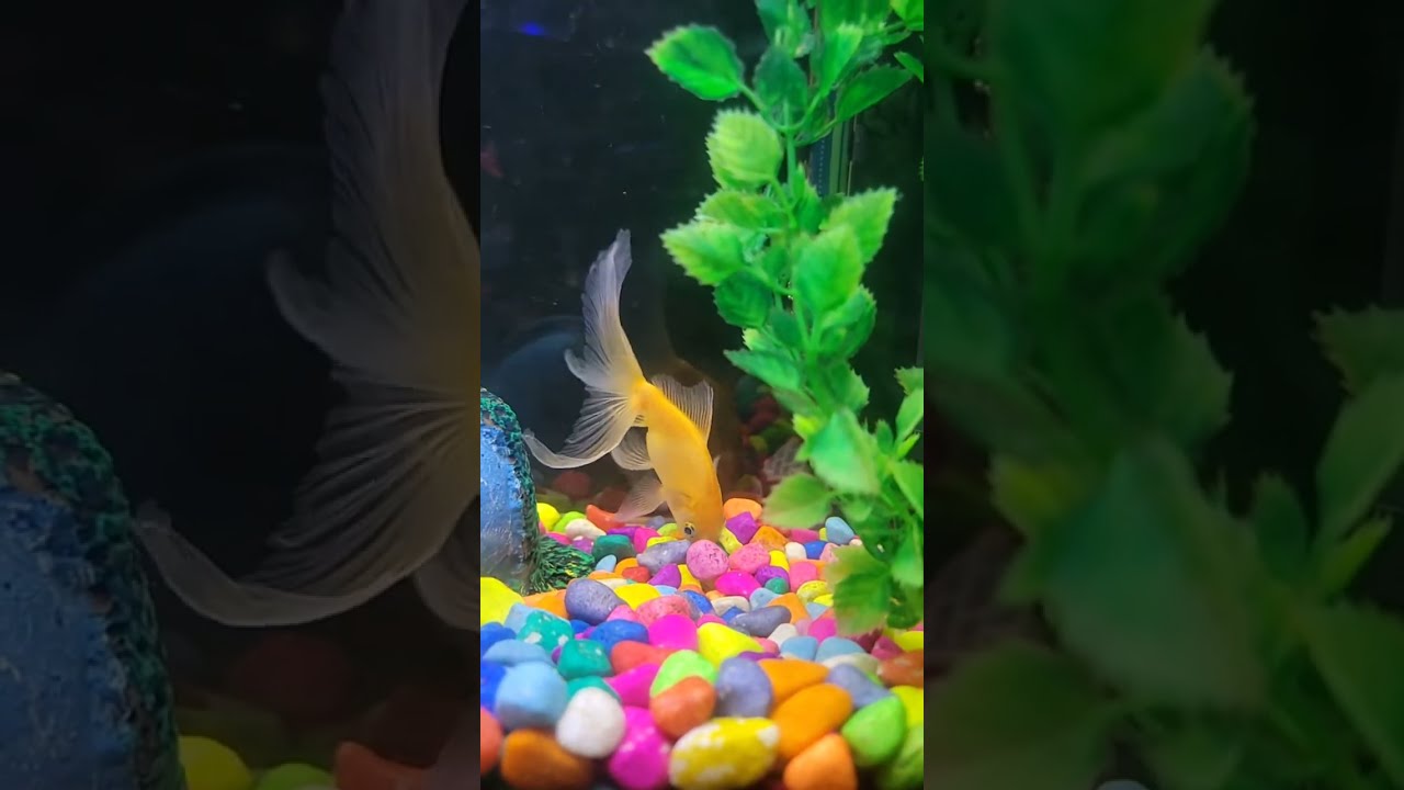 🔴 Tasty Station Live | Relaxing Fish Aquarium 🐠 Day 3