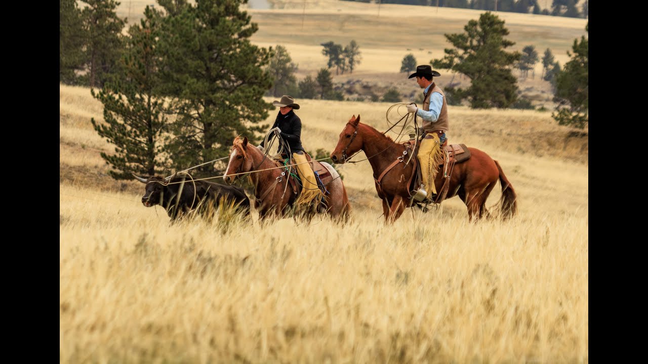 One Smokin Hickory | 2018 AQHA Gelding | Pitchfork Horse Sale 2025
