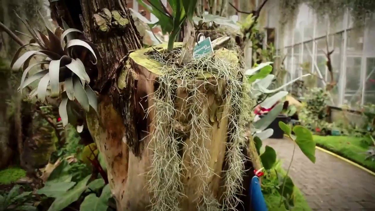 Jardin botanique en vidéo