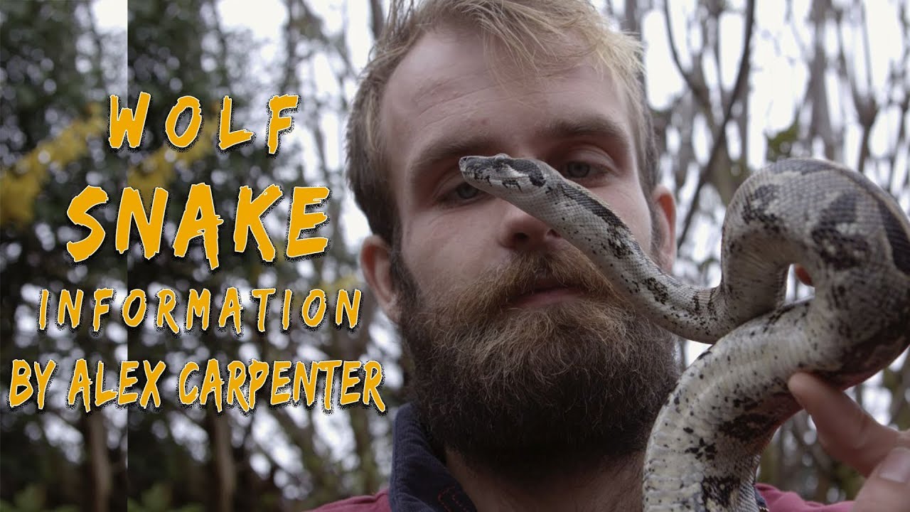 Wolf Snake Information With Alex Carpenter