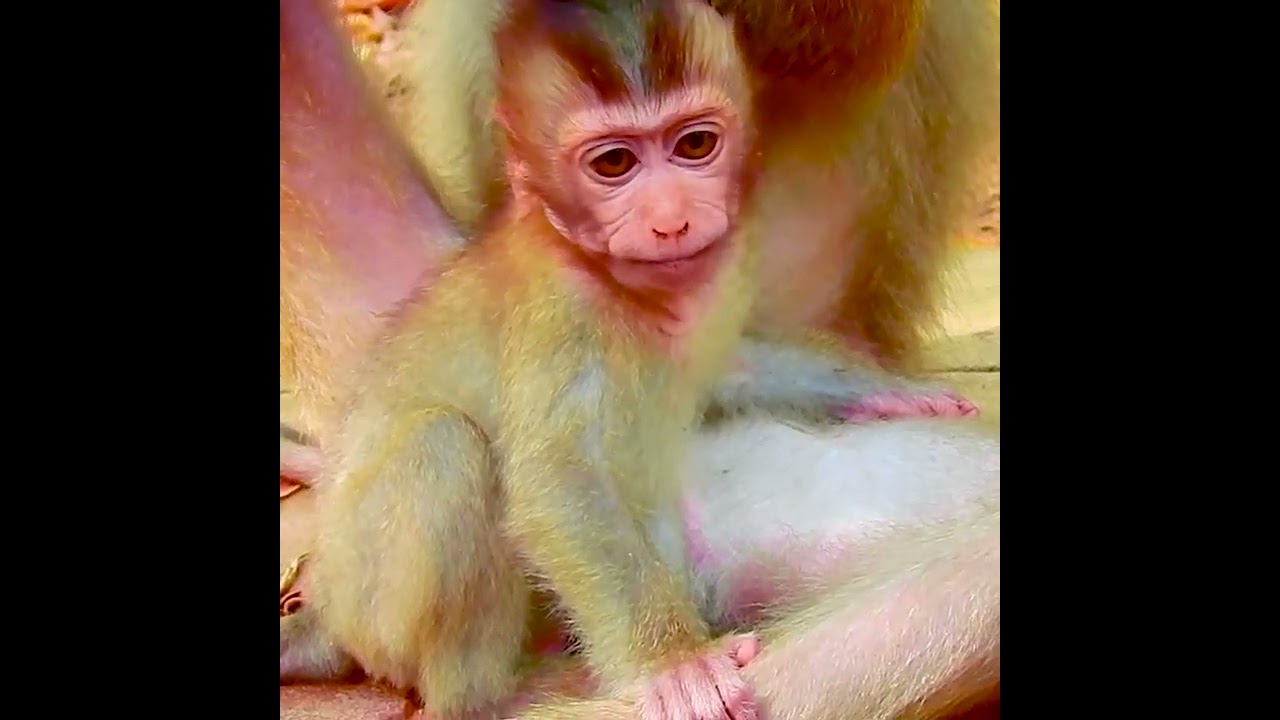 Rainbow crying loudly don't why mom do like this to baby crying lost baby's mind