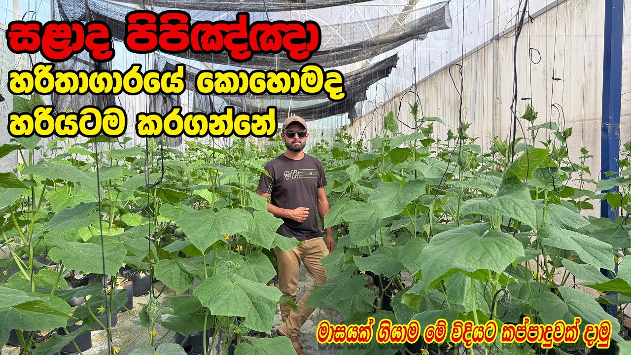 දැන් මාසයයි මේ  සළාද පිපිඤ්ඤා වගාවට | Smart Agri Salad Cucumber Farming | #smartagri