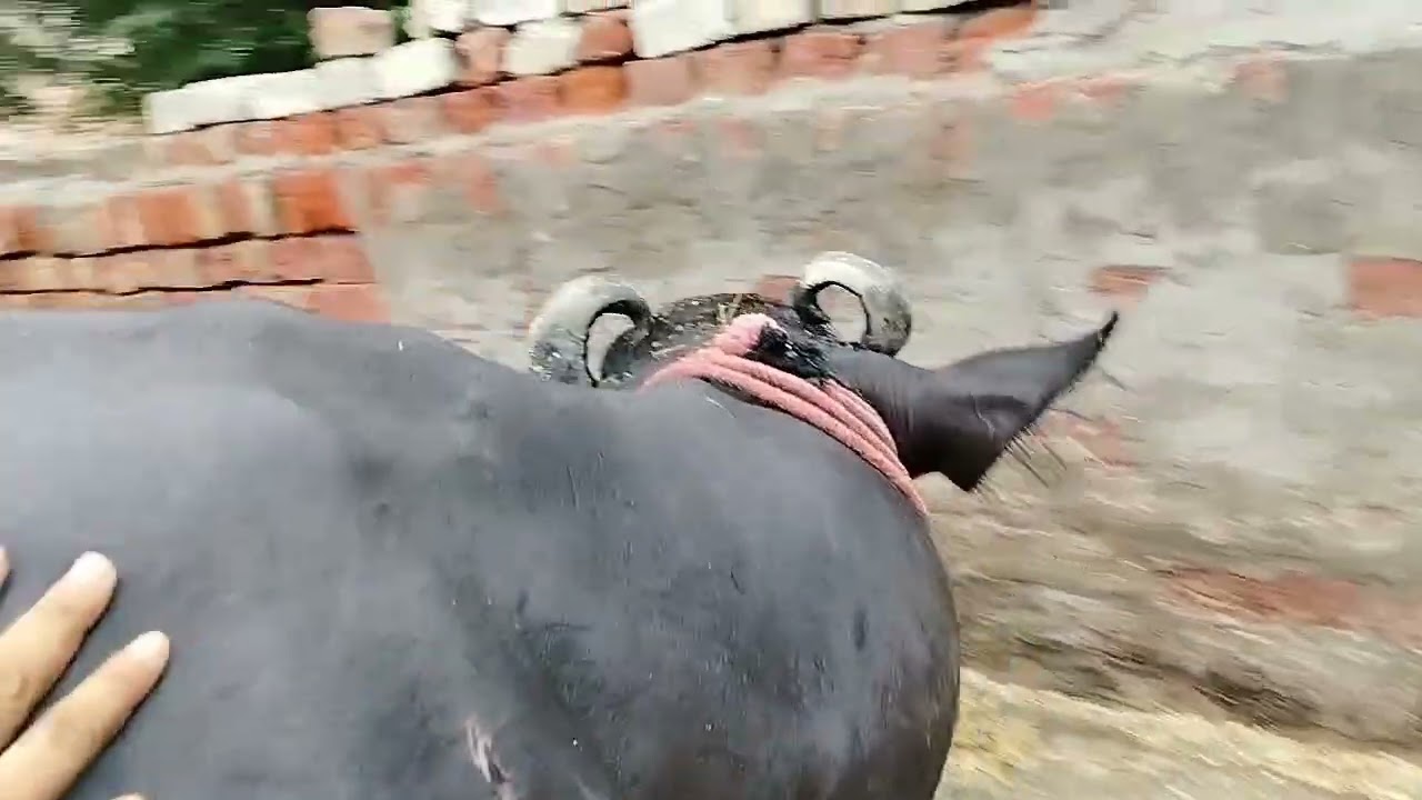 New my vlog 🤗🤗@#village life funny video daily vlog #@Ashishoffical657