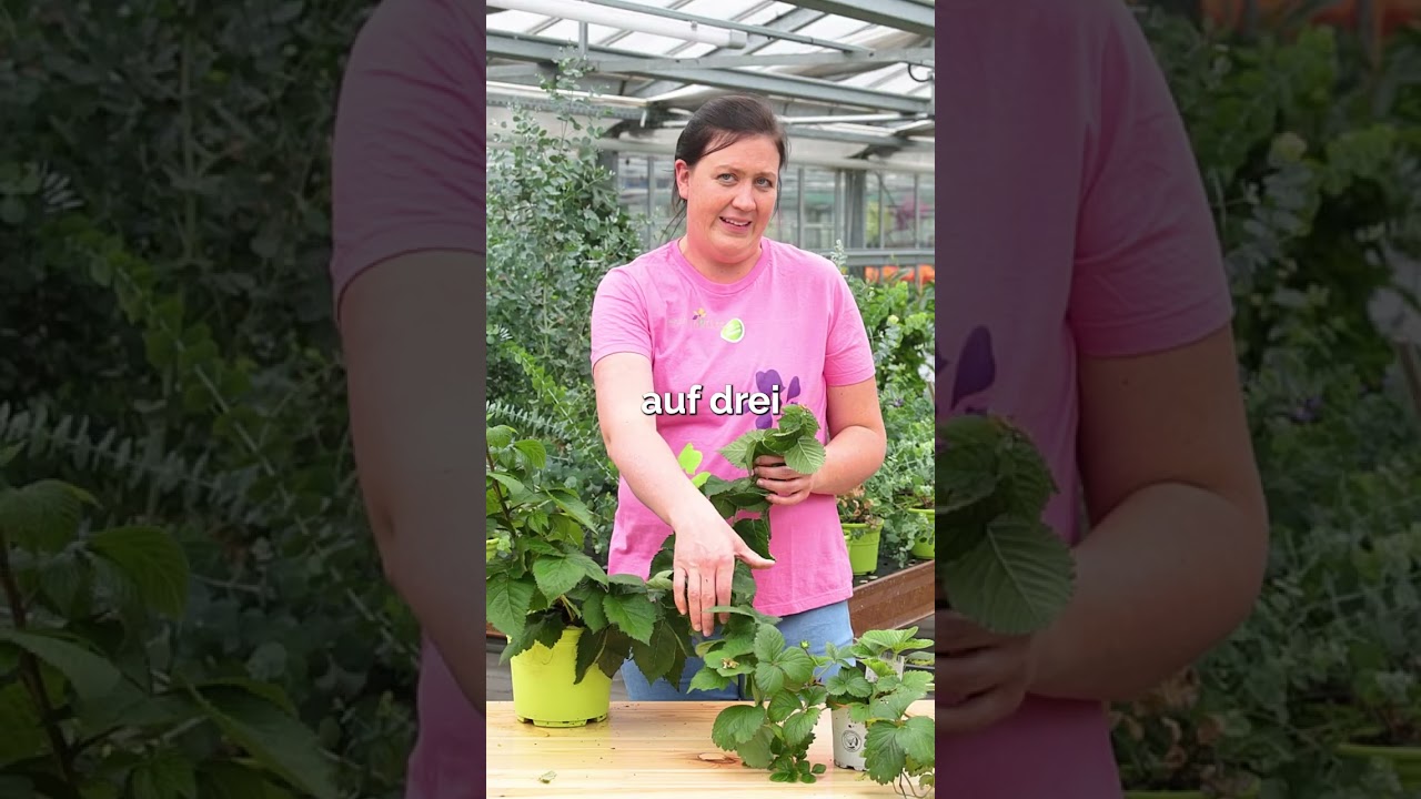 🌿 Mehrj&auml;hrig, lecker, pflegeleicht &ndash; perfekte Balkonbewohner!