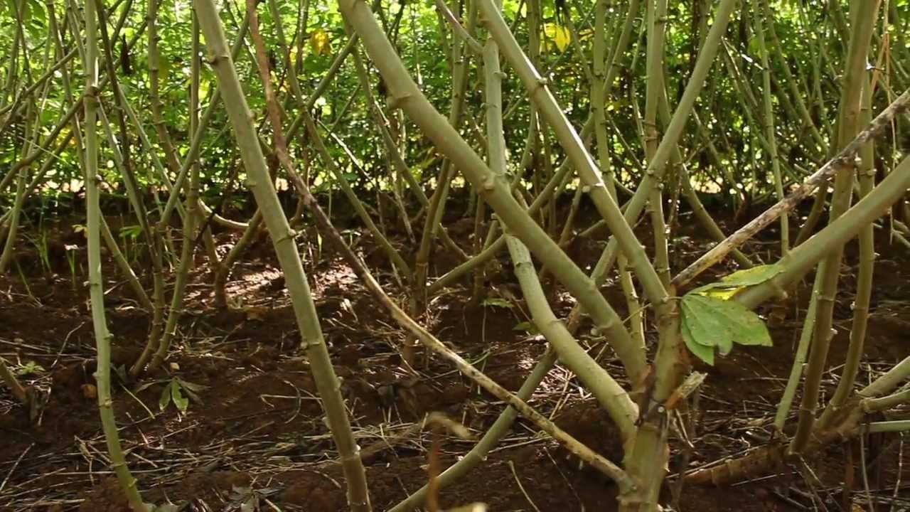 Finca Mi Casa - www.agroecologiapr.org
