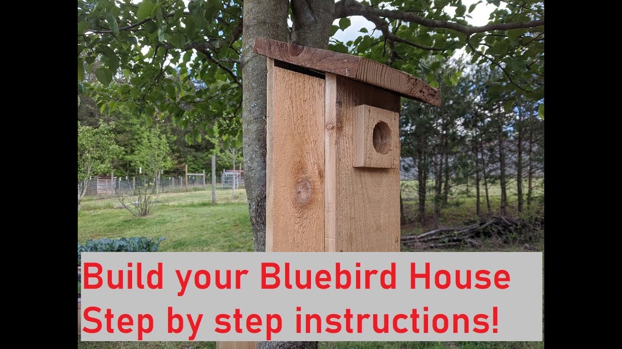 Постройте свой собственный домик Bluebird, пошаговые инструкции!