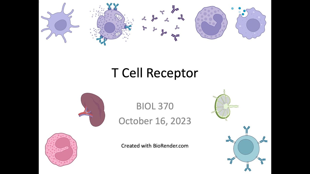 Immunology Fall 2023: Lecture 17 T Cell Receptor