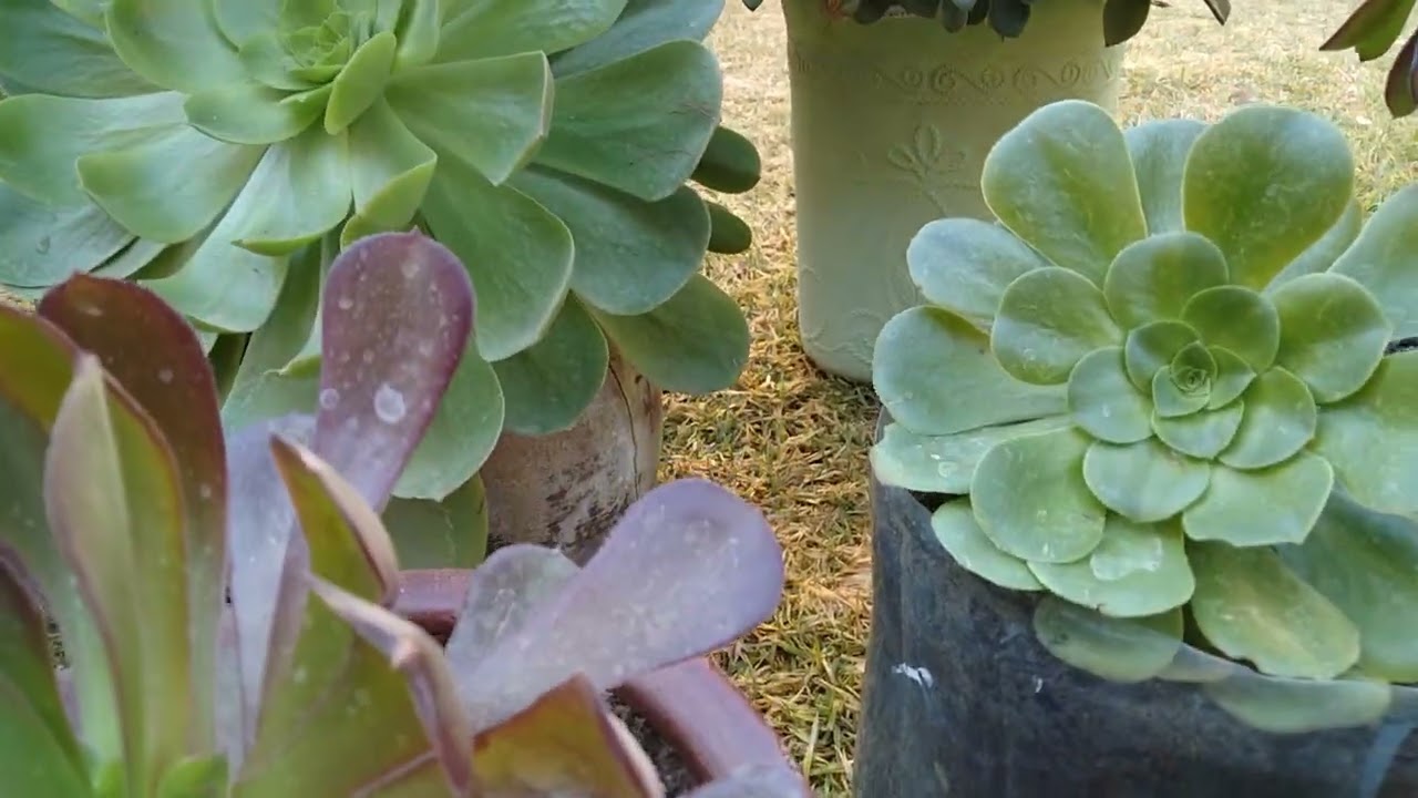 Mi Colección de Aeonium, el Sustrato con el que los tengo y como los Cuido😊❤️🌸🌺