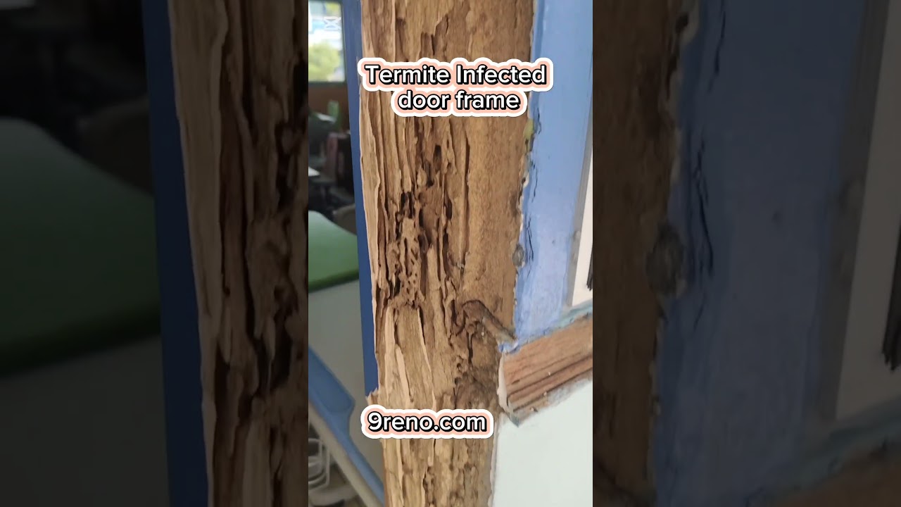 [9reno]Termite Infested door frame. Remove and replacement of new door frame Singapore.
