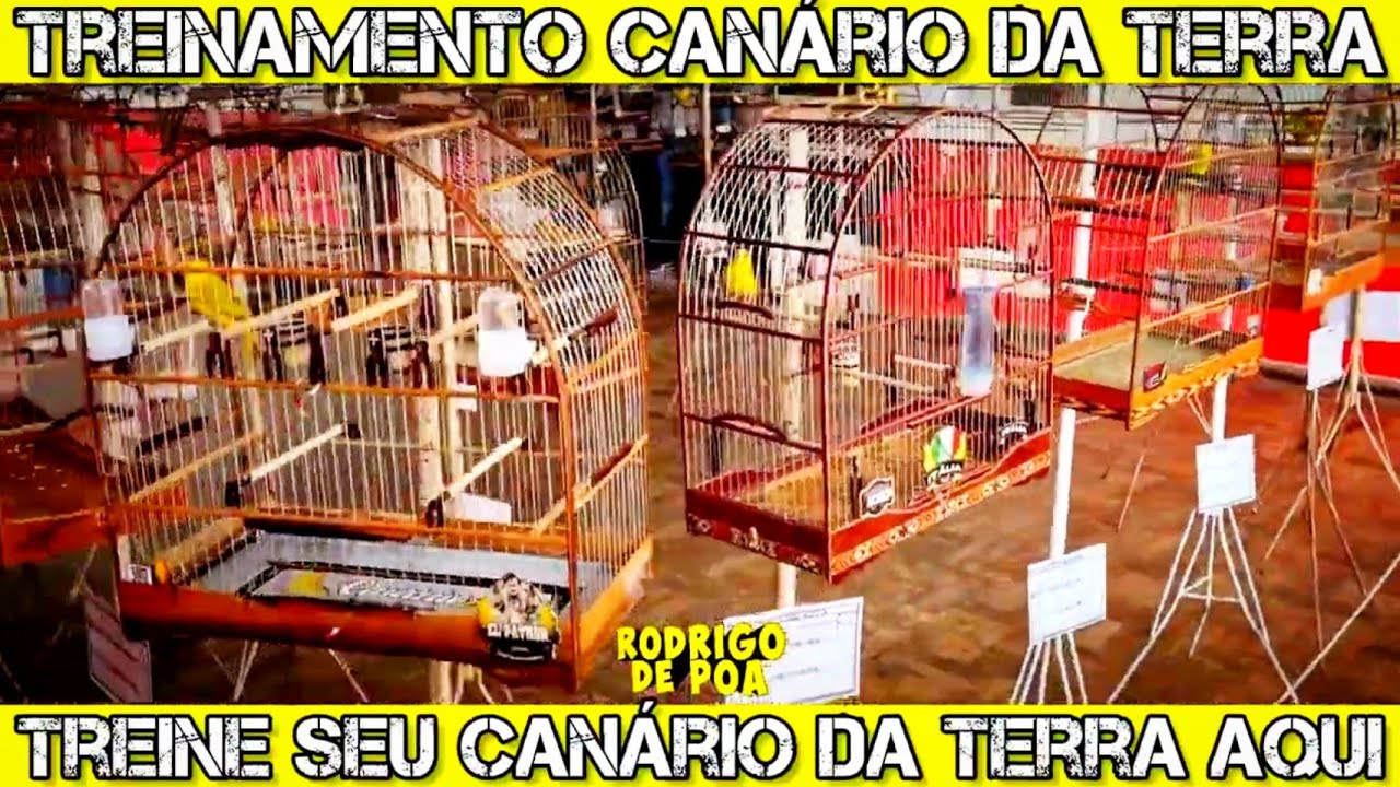 Barulho Roda Canário da Terra Treine aqui seu Canário para Torneio