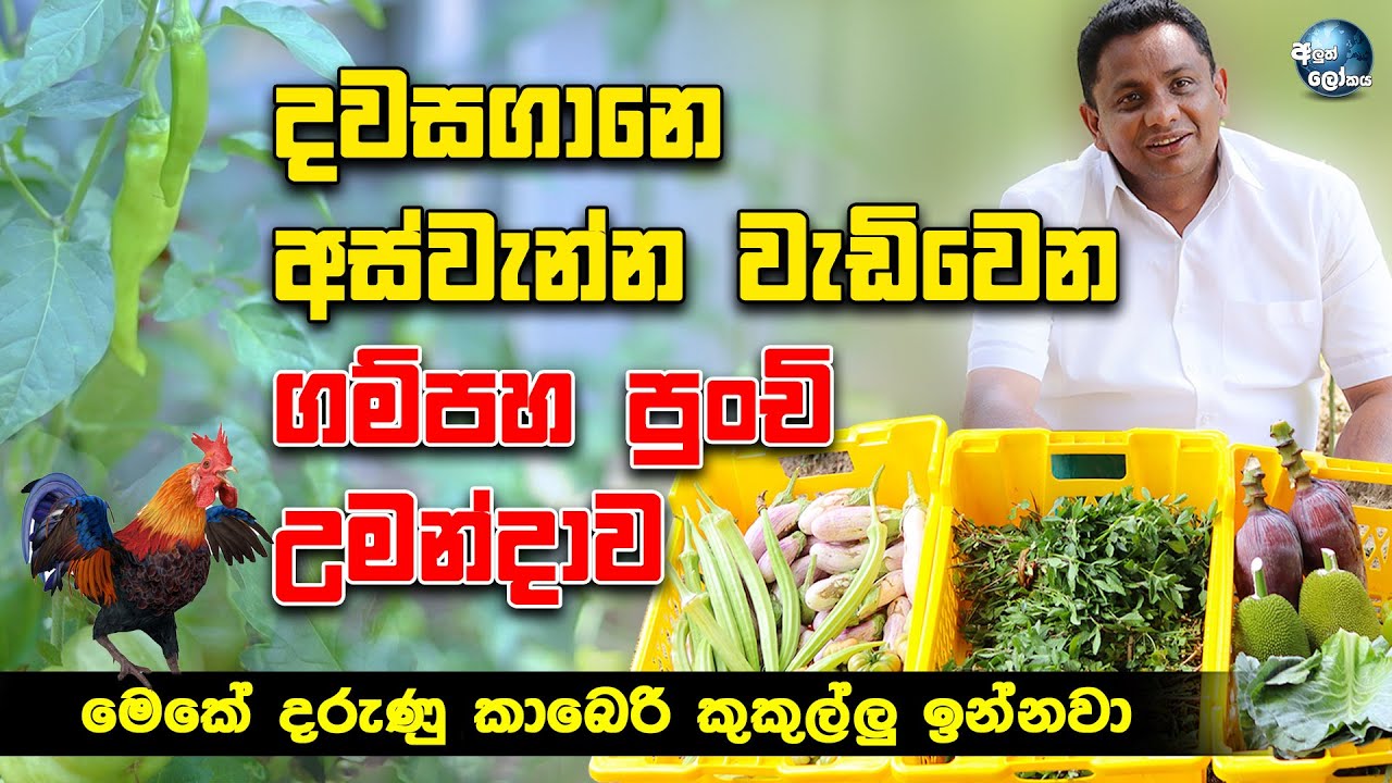 දවසගානෙ අස්වැන්න වැඩිවෙන ගම්පහ පුංචි උමන්දාව - Nilantha Dilruk's Gampaha Umandawa