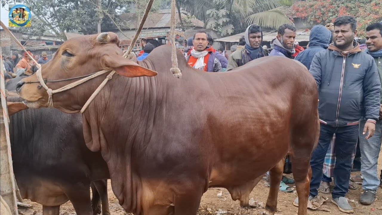 @ ১০/১/২০২৬|| চট্টগ্রামের ব্যবসায়ীর মাংসের (ওজন সহ) বড় বড় ষাঁড় গরু কেনা কাহারোল হাটে||