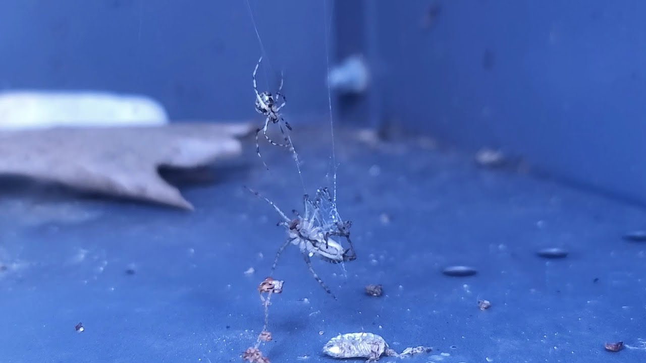 Speckled House Spider catches Funnel Weaver Spider