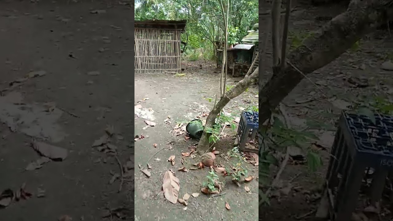 Update DOG RABBIT