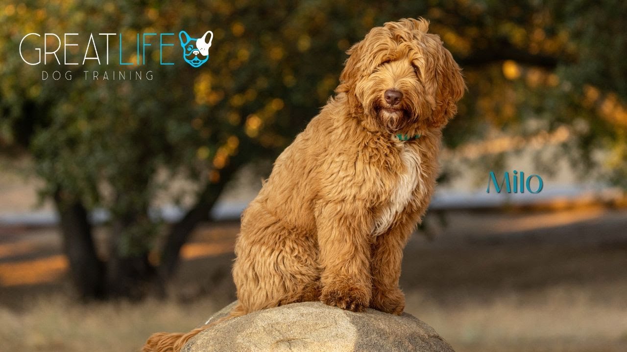 Dog Training / Obedience Labradoodle