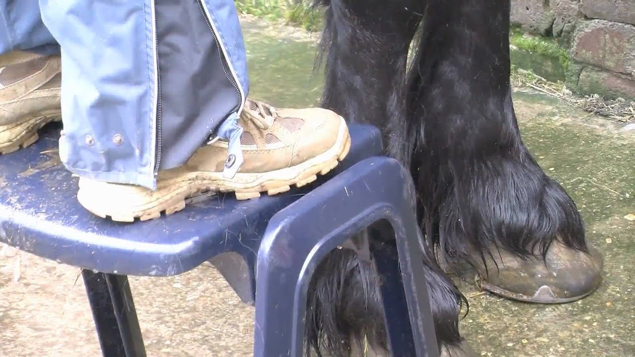 FRIESENHENGST WELTMEISTER TIME398 (STALLION FRIESIAN) presented by FRIESENPAPST GÜNTHER FRÖHLICH