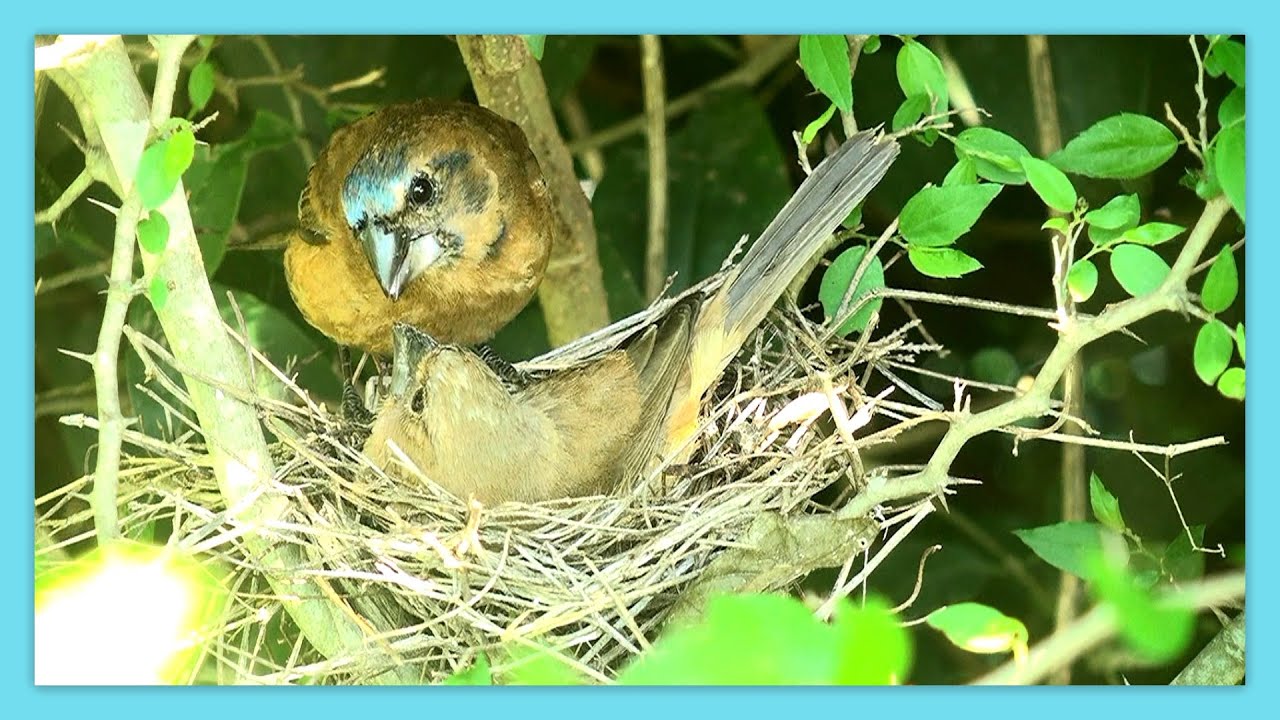 AZULAO - REINAMORA GRANDE  / ULTRAMARINE GROSBEAK (Cyanoloxia brissonii) REPRODUCCIÓN