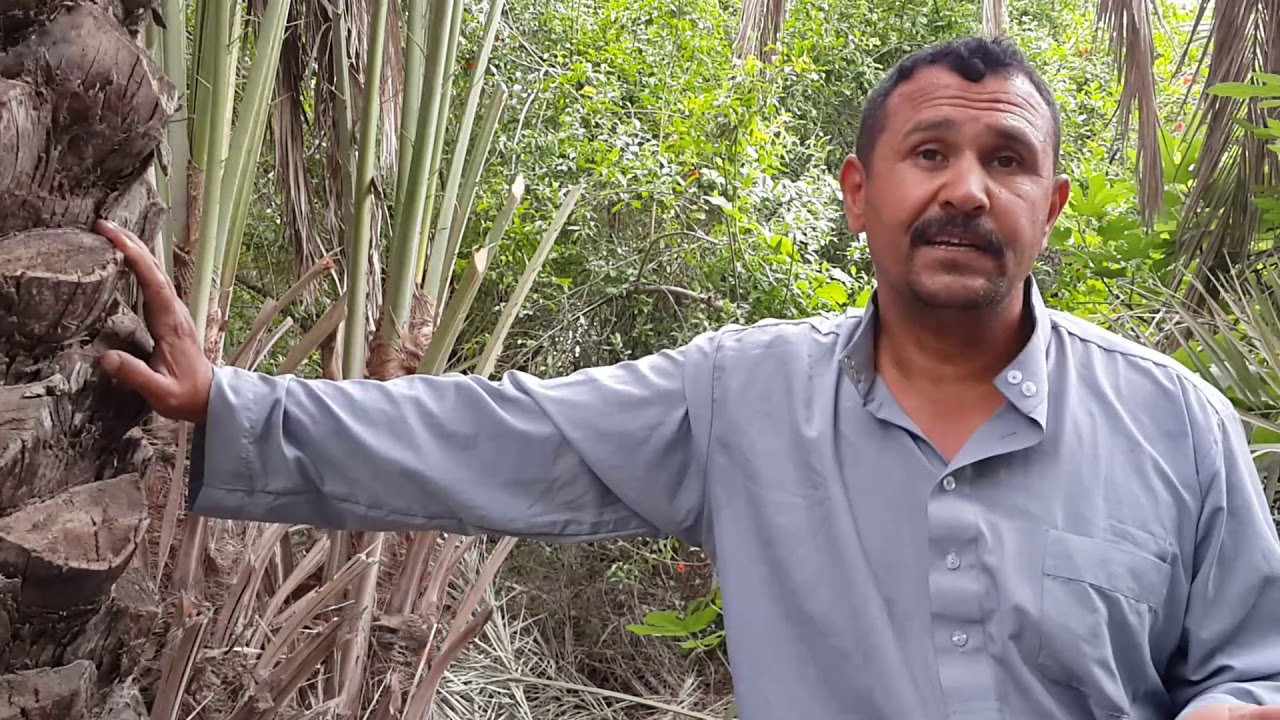 أحاديث مهمة عن النخيل للشيخ حميد عبد الرحمن حميد السكوكي الشمري