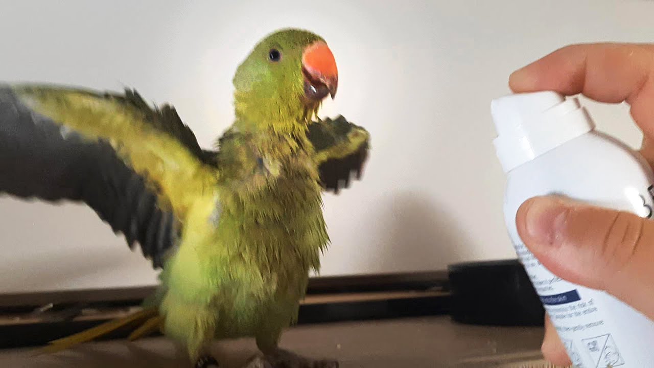 Bath Time 🦜💧💦🦜