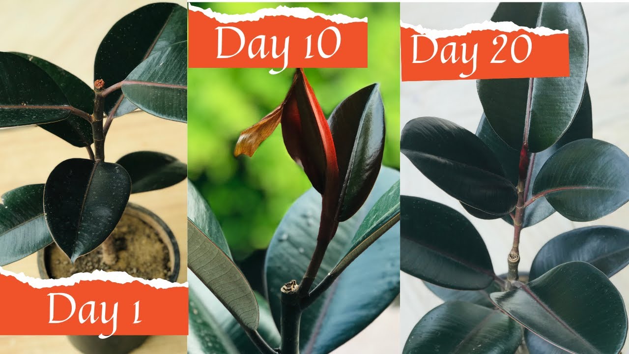 How To Prune A Rubber Plant To Make It Bushy|pruning rubber plant indoor|How to Prune Rubber Plant|