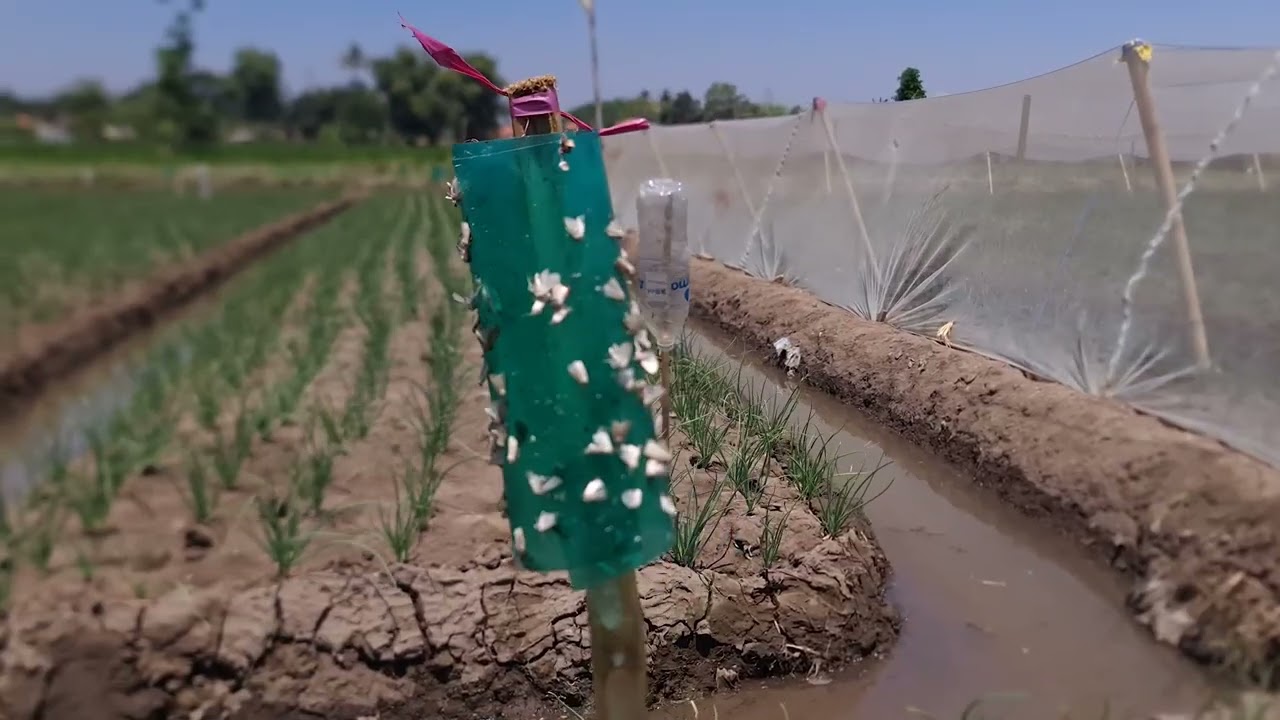 BERTANI UNIK HASIL PANEN MAKIN UNIK DI DESA LIPRAK KULON KABUPATEN PROBOLINGGO (P3PD TA 2023)