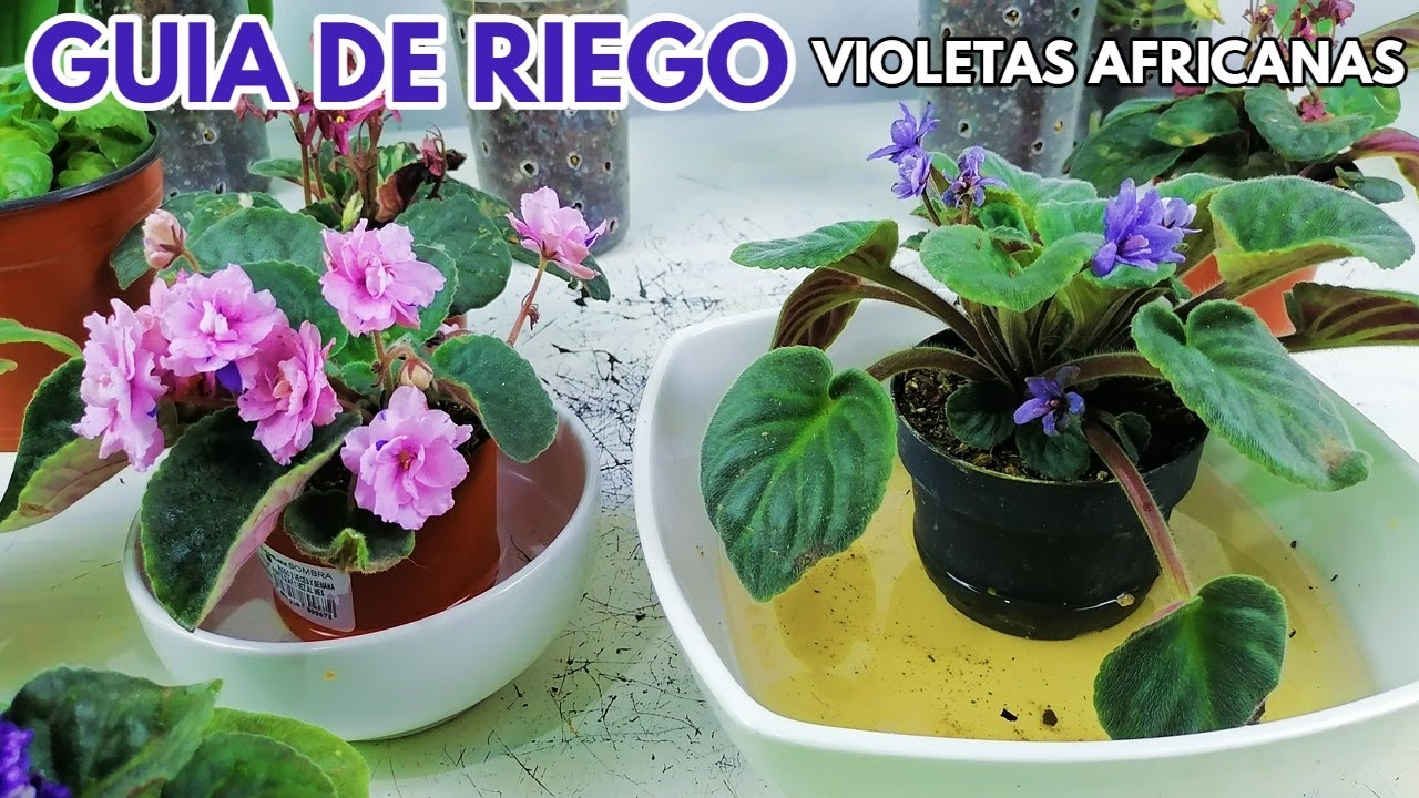 como regar violetas africanas  guía de riego completa chuyito jardinero
