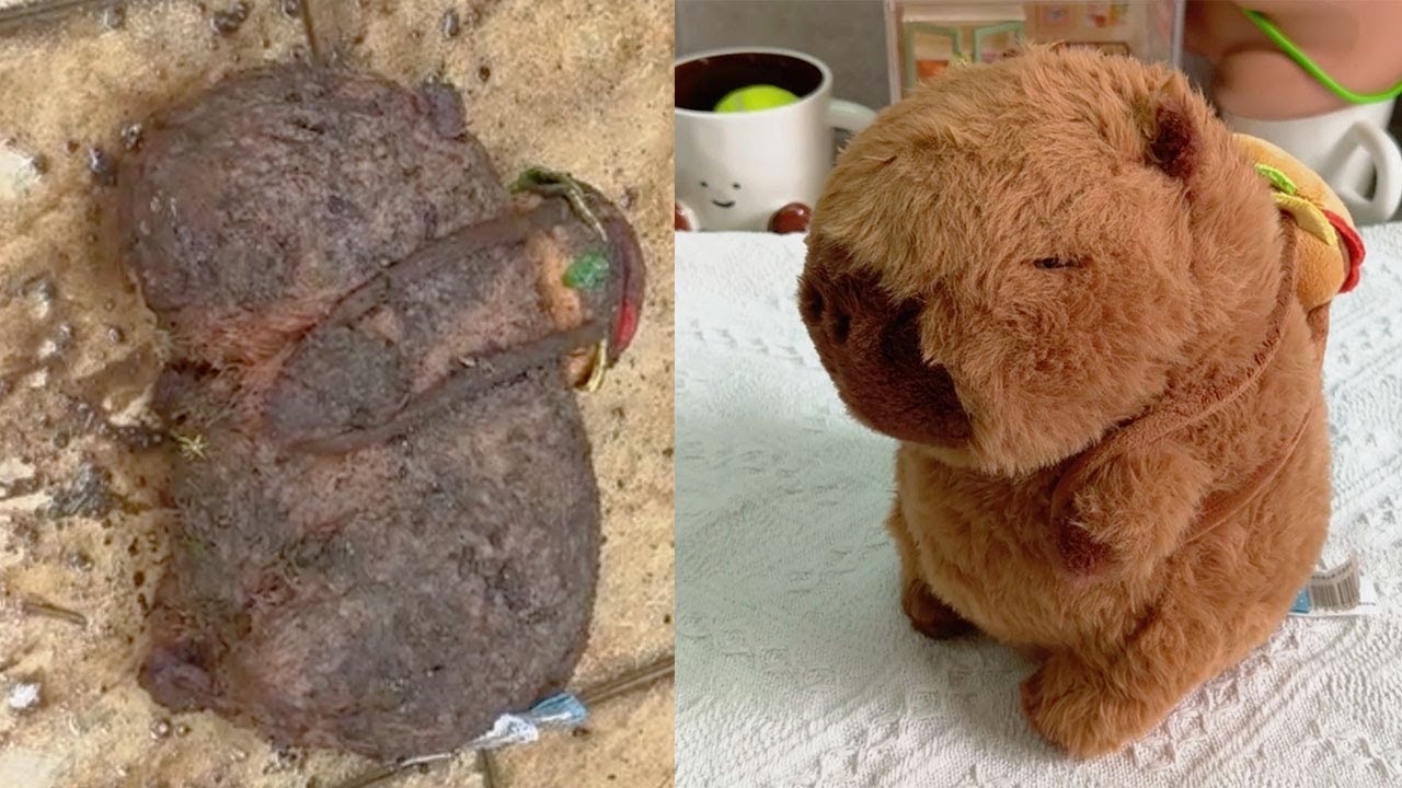 Rescuing a Dirty Capybara Plushie! | Full ASMR Deep Clean & Fluff Restoration