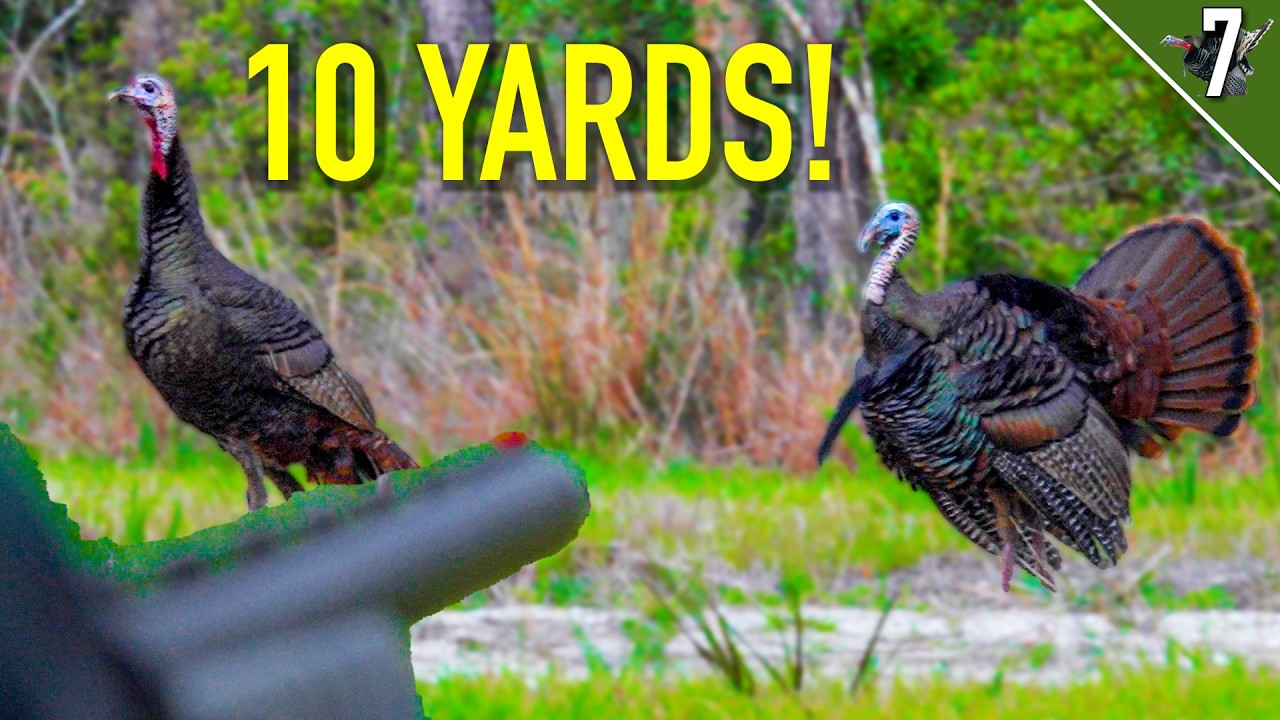 UPDATE on Ted’s Fine - Florida Turkey Hunting