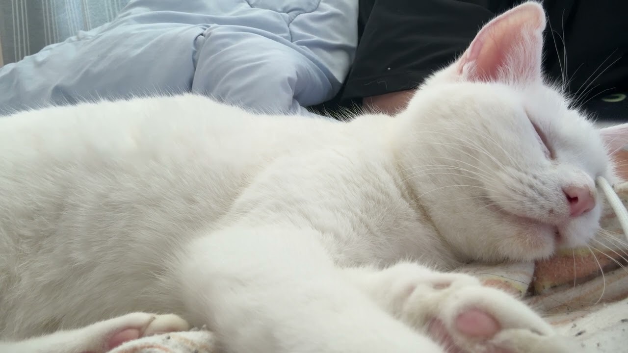 【作業用】 猫と眠れるひそひそ話第六夜 ［作業用］睡眠 開運猫