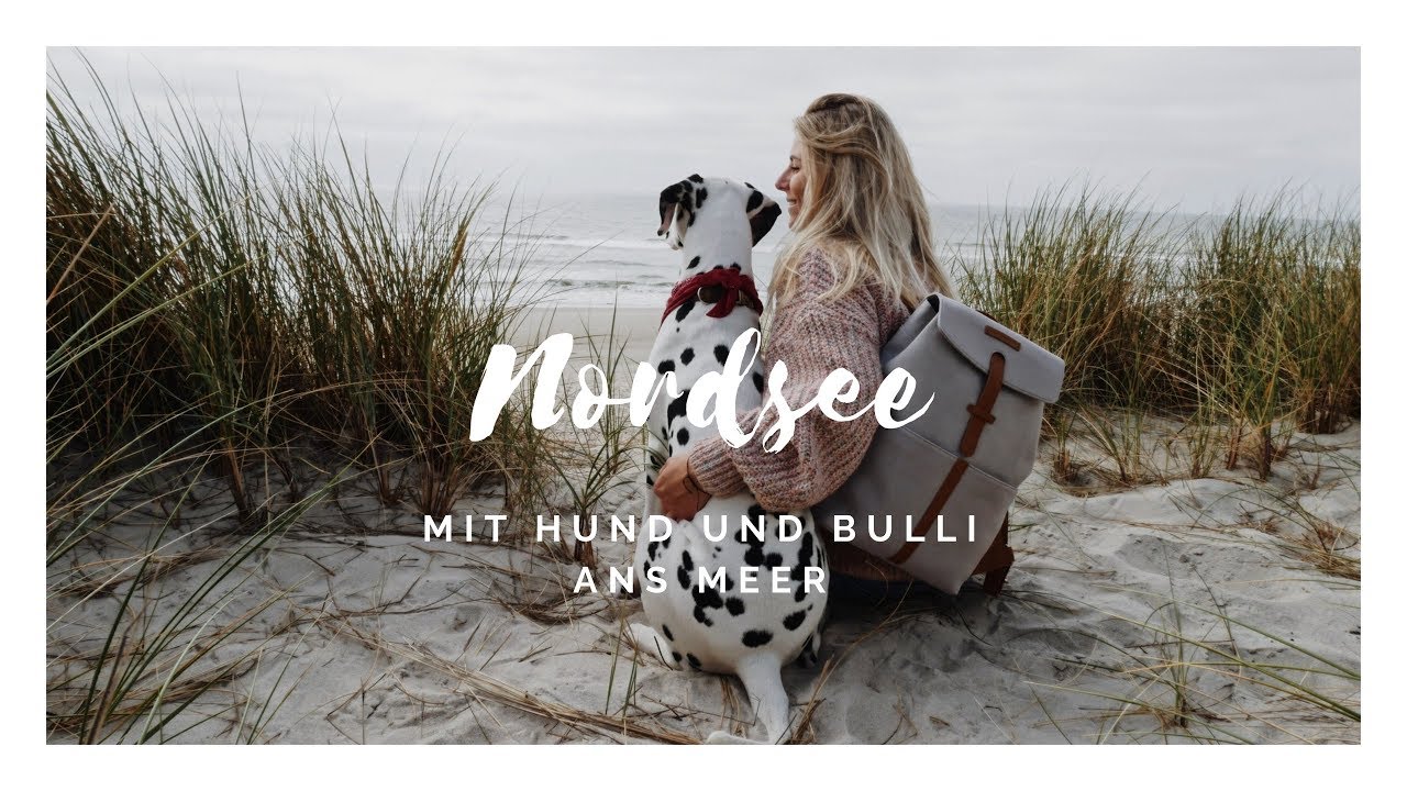 Mit Hund und Bulli ans Meer | Nordsee im Juni