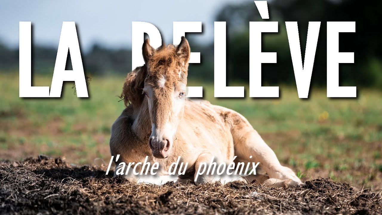LA REL&Egrave;VE - L'ARCHE DU PHO&Eacute;NIX