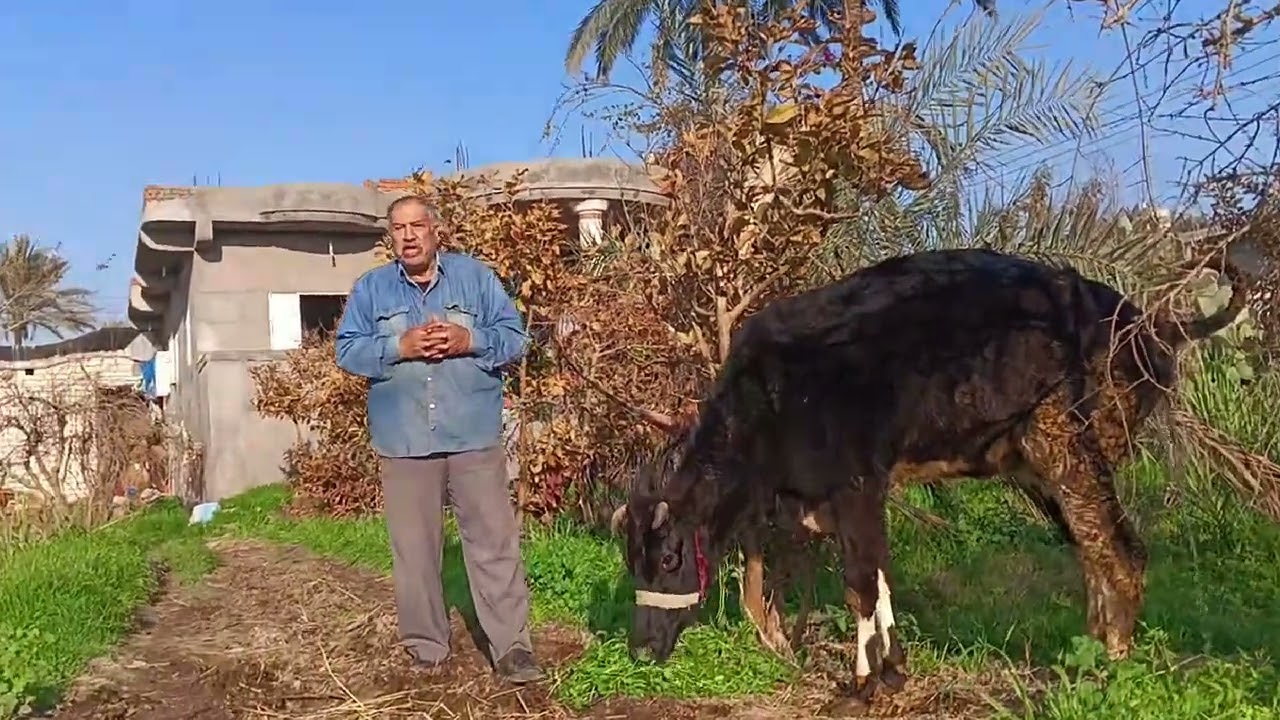 البقره طالب للعشر في حاله شياع بدون ظهور اعراض (الشياع الصامت في الحيوانات) اسبابه وكيفيه علاجه