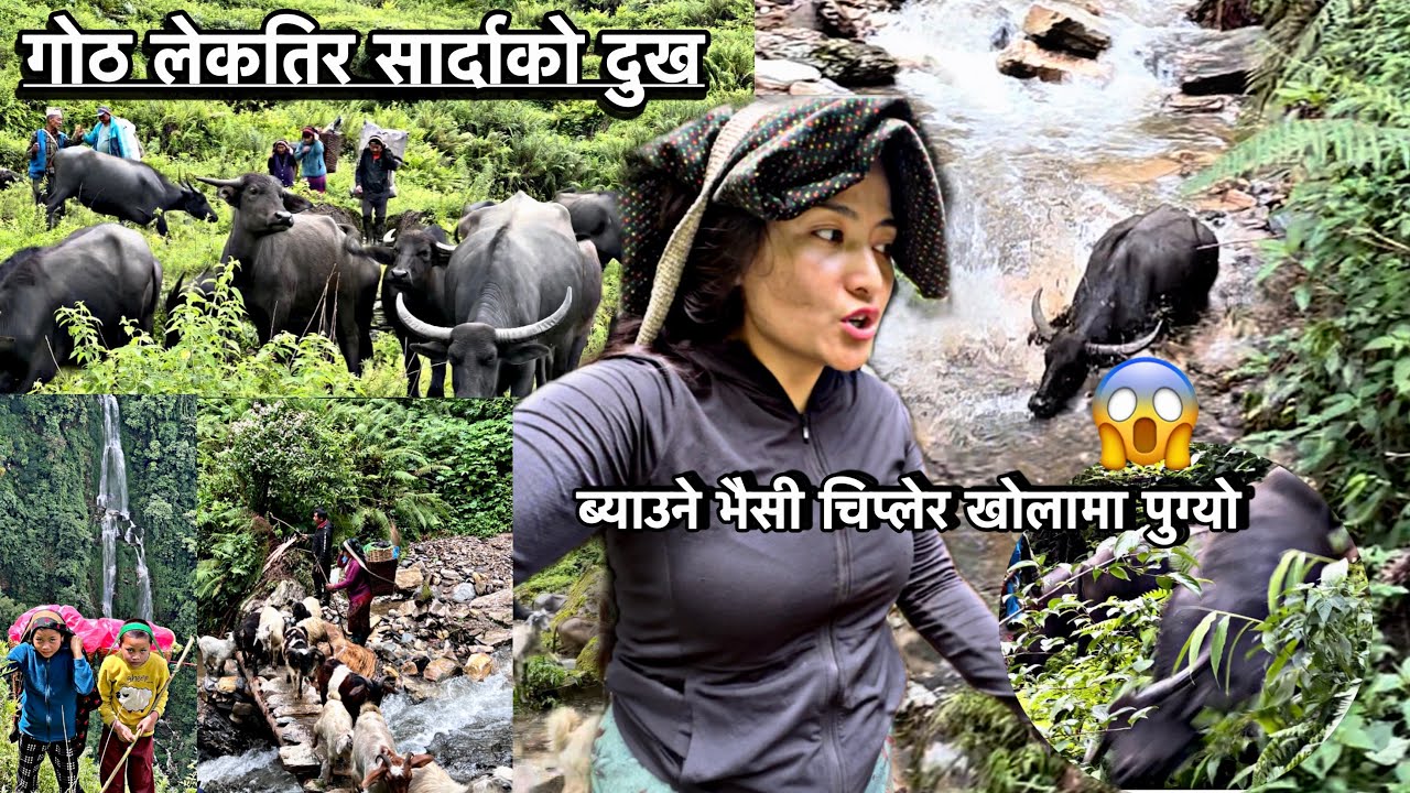 ब्याउनेभैसी बाटोबाट चिप्लेर खोलामा पुग्यो😳।गोठ लेकतिर सार्दा सारैदुख हुने।2072BarpakepicenterBord