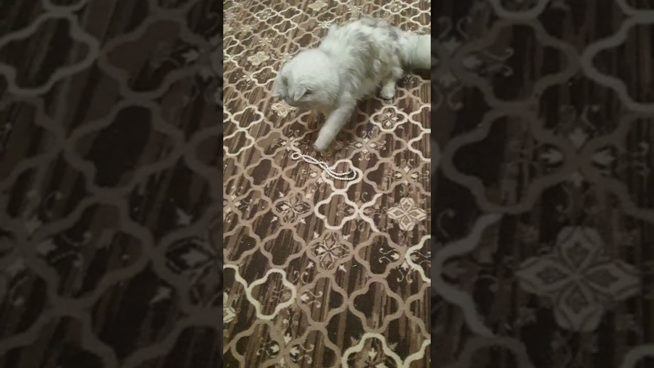 Кот Лансер: когда и хочется, и колется