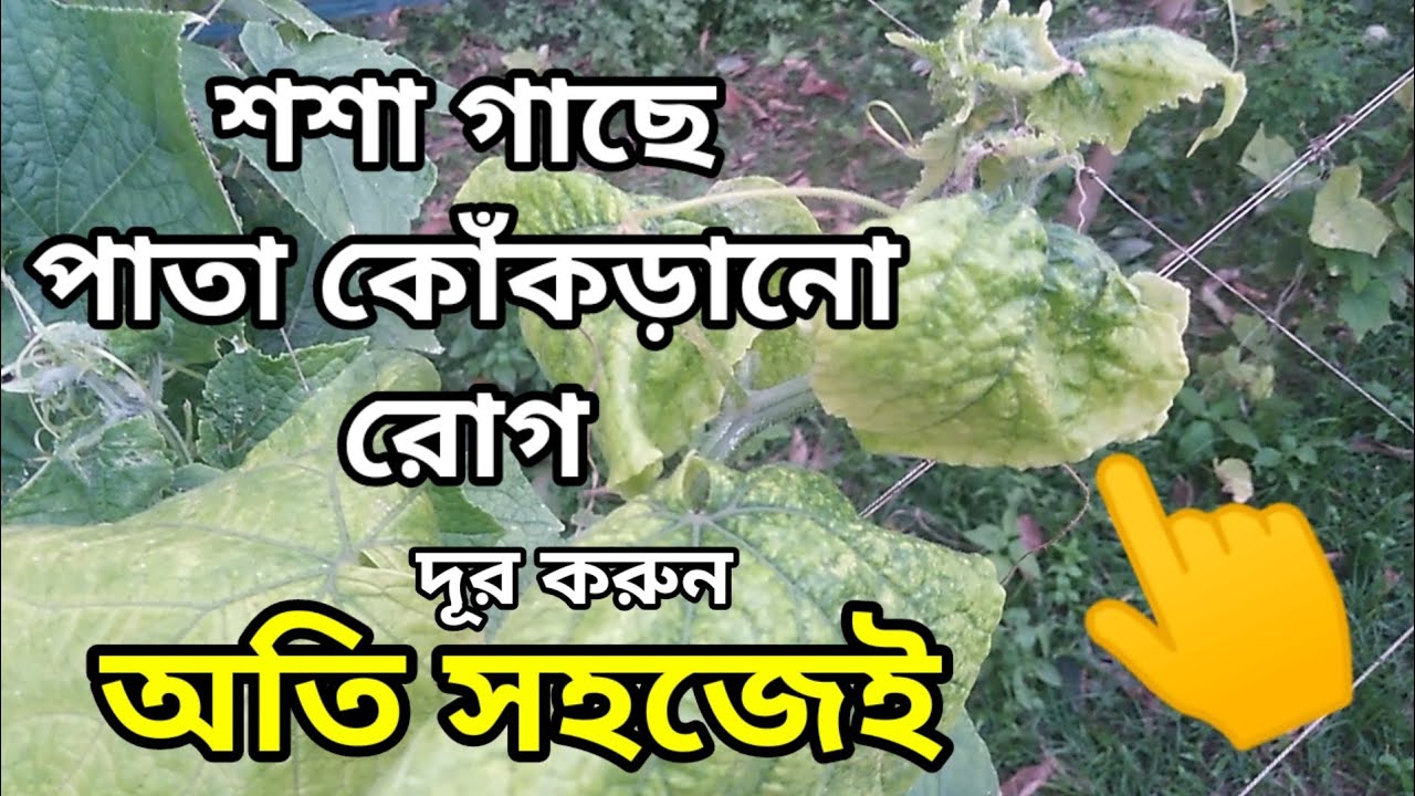 শশা গাছের পাতা কোঁকড়ানো রোগ হলে কি করবেন।