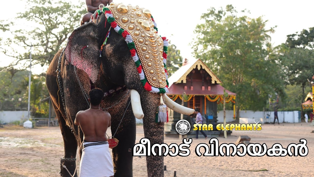 മീനാട് വിനായകൻ | Meenad Vinayakan | Starelephants #aana #trending #elephants #keralaelephants 