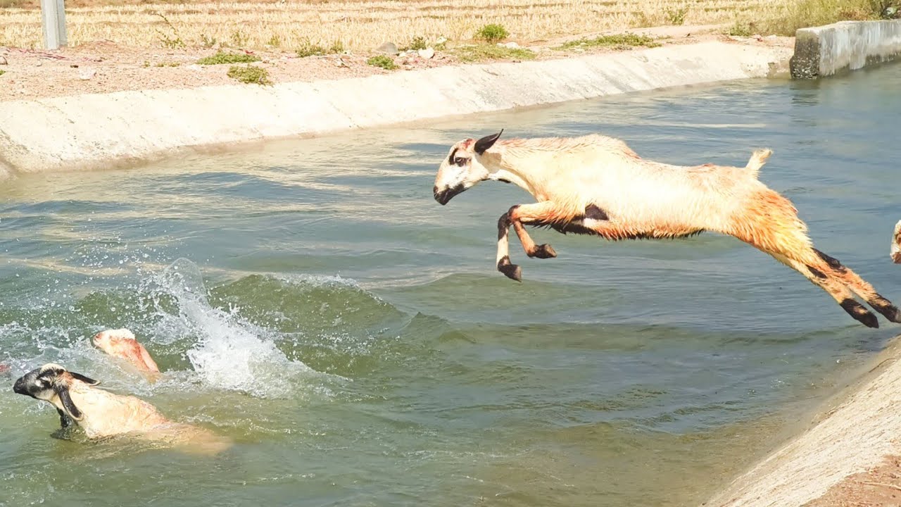 🐑sheep jumping into the river-sheep jumping in 🌊🌊🌊-sheep swimming 2022-nellore judipi sheep swimming