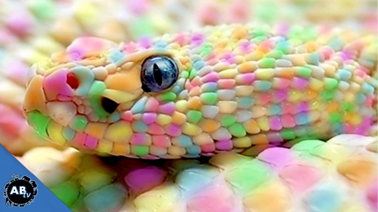 Why Is My Snake So Pretty? SnakeBytesTV - Ep 387 : AnimalBytesTV