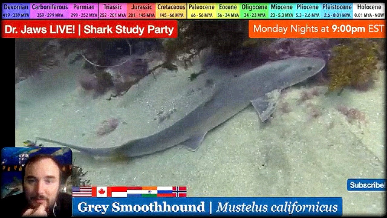 Dr. Jaws LIVE! #151 Grey Smoothhound Study Party