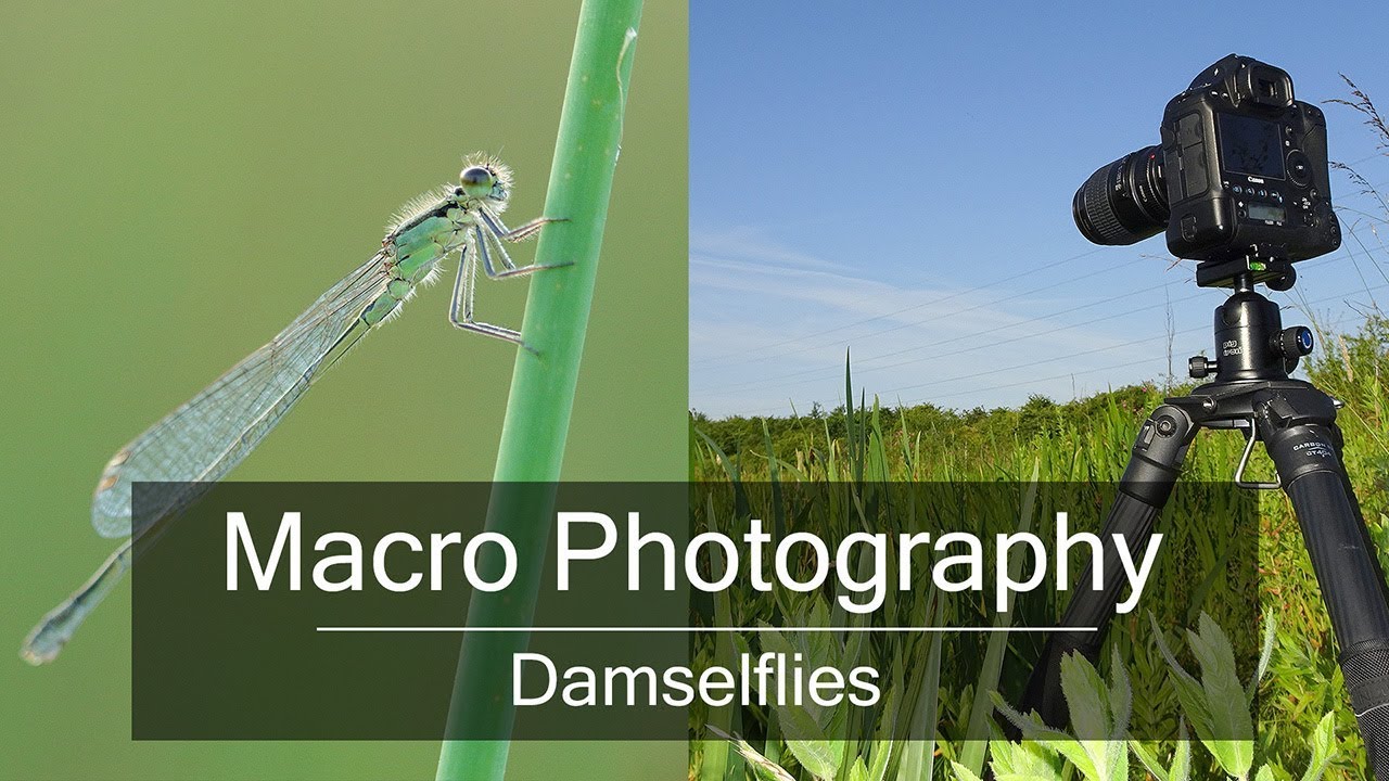 How to Photograph Insects - Photographing Damselflies with EF Canon 100mm F/2.8 Macro Lens