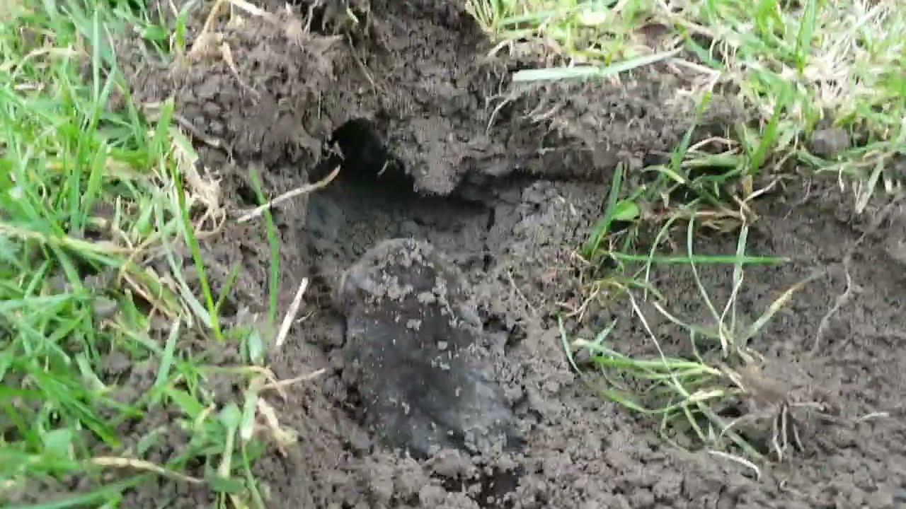 ⚠️⚠️  Skuteczny Spos&oacute;b na Kreta KRETOŁAP TARGET ⚡⚡ Kret zlikwidowany  💪  cześć 2